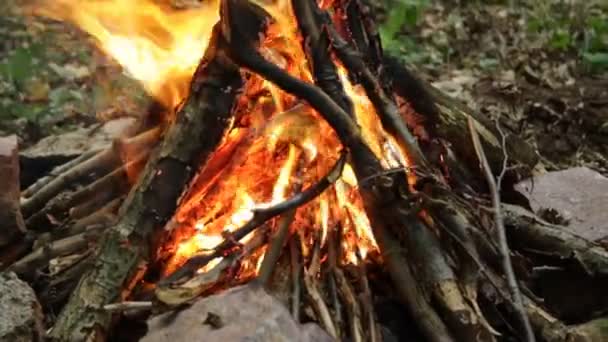 Φωτεινό Μεγάλο Φλεγόμενο Φωτιά Στο Δάσος Φθινόπωρο — Αρχείο Βίντεο