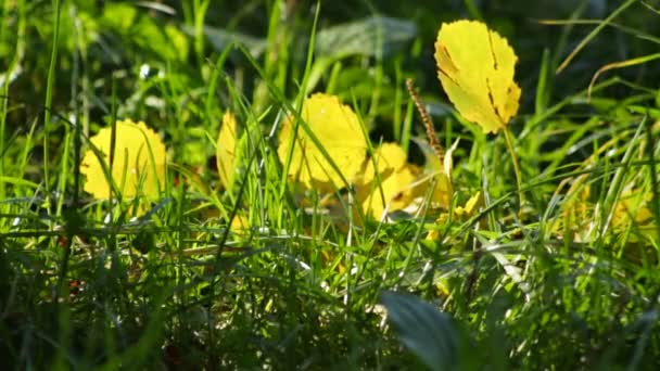 阳光灿烂的日子 在草地上的黄秋叶 — 图库视频影像