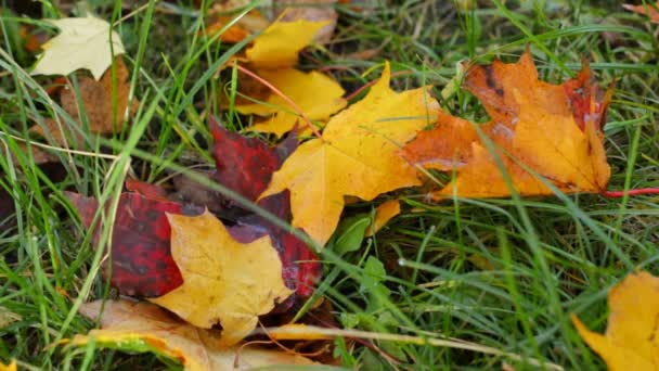 Multicolored Autumn Leaves Lie Grass — Stock Video