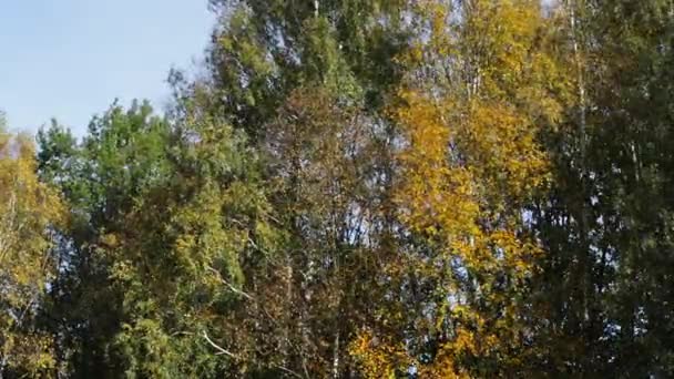 Осінні Дерева Ясний Сонячний День Жовтень — стокове відео