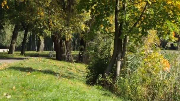 Schöne Bäume Einem Herbstlichen Park Einem Sonnigen Tag — Stockvideo