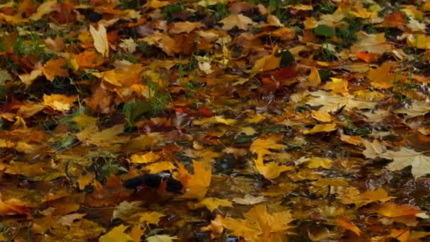 Multicolored Autumn Leaves Lie Rain Grass — Stock Video