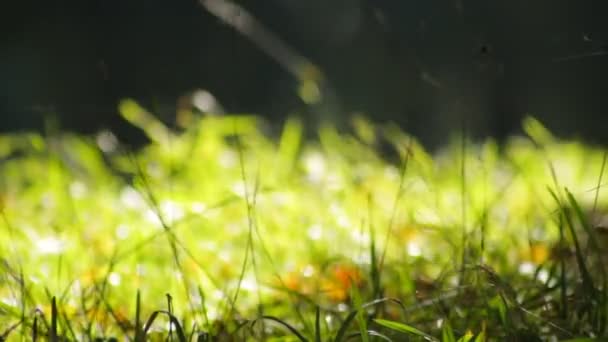 Tåkete Grønt Gress Høsten Vindfylt Solskinnsdag – stockvideo
