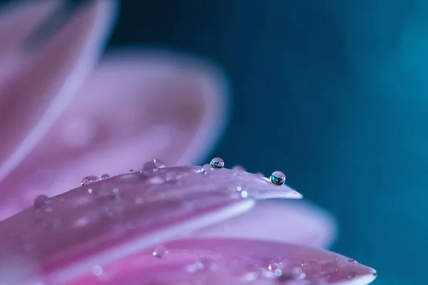 Gerbera bloem macro — Stockfoto