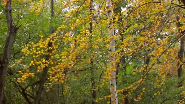 Young Birch Στο Δάσος Φθινόπωρο Πρωί — Αρχείο Βίντεο
