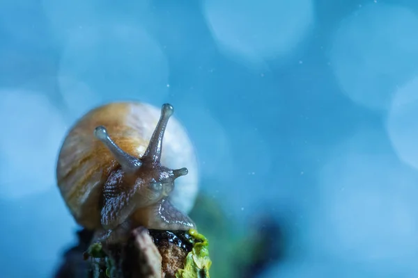 Un escargot est assis sur une branche — Photo