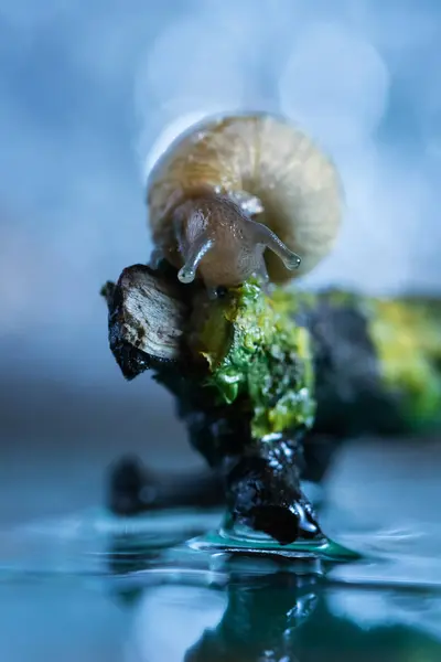 달팽이 나무에 앉아 — 스톡 사진