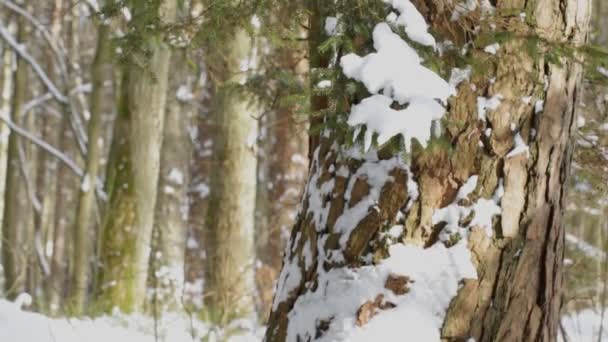 Vista General Árbol Navidad Bajo Nieve Bosque Invierno Frío Severo — Vídeos de Stock