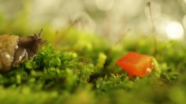 Σαλιγκάρι Σιγά Σιγά Στροφές Στο Δάσος Μακροεντολή — Αρχείο Βίντεο