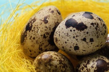 Bıldırcın sarı yuva