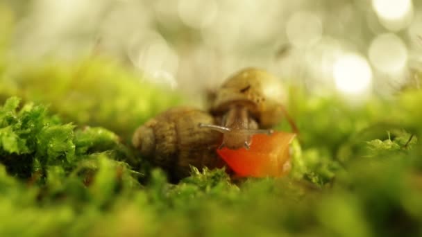 Caracol Floresta Encontrou Pedaço Pimenta Doce Come — Vídeo de Stock