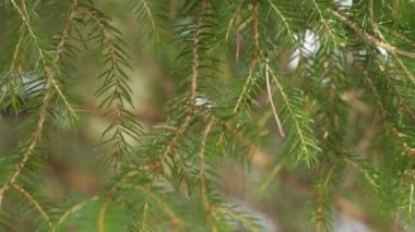 Kar kış orman rüzgarda sallanan ile çam dalı