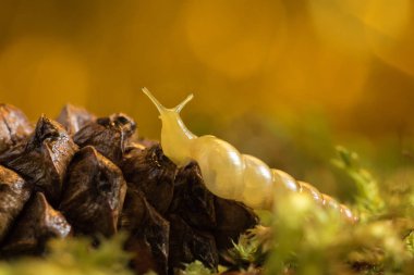 Salyangoz koni üzerinde