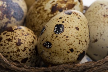 yumurta ile iç içe geçirme