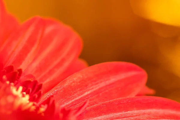 Kırmızı gerbera çiçek