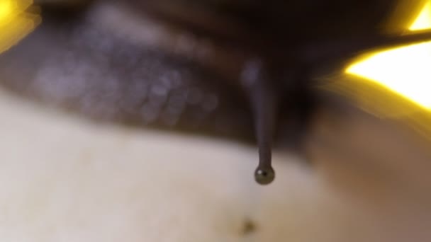 Snail Slowly Crawls Mushroom — Stock Video