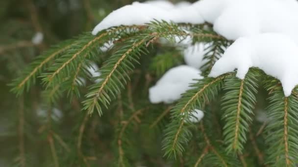 Pine Tak Met Sneeuw Zwaaien Van Winter Wind — Stockvideo