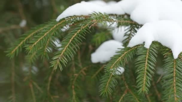 Rama Pino Con Nieve Balanceándose Del Viento Invernal — Vídeos de Stock