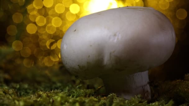 Champignon Dans Forêt Coucher Soleil Beau Bokeh — Video