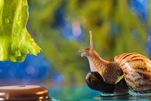 湖上的蜗牛 — 图库照片