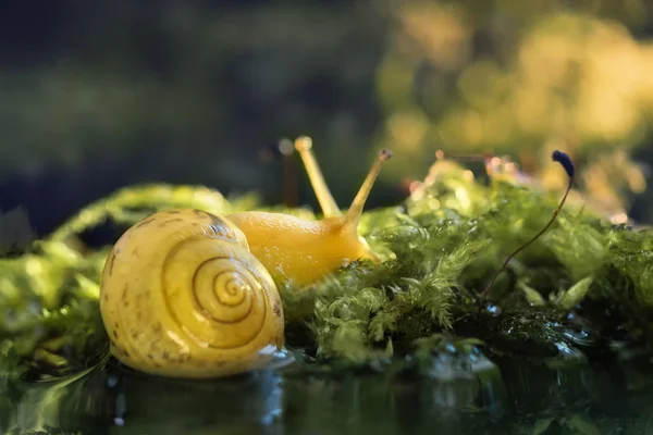 Escargot dans la forêt — Photo