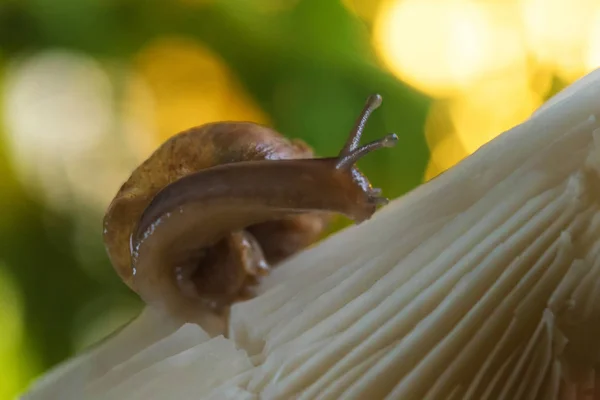 Escargot dans la forêt — Photo