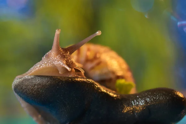 Snail on the lake — Stock Photo, Image