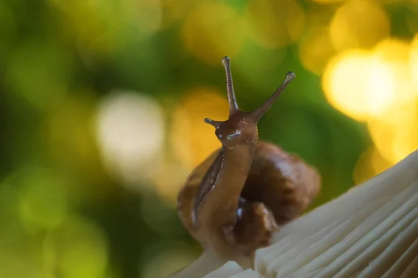 森林里的蜗牛 — 图库照片