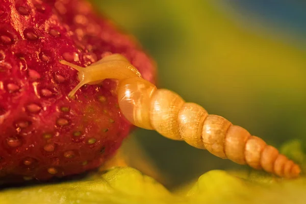 Un escargot mange des fraises — Photo