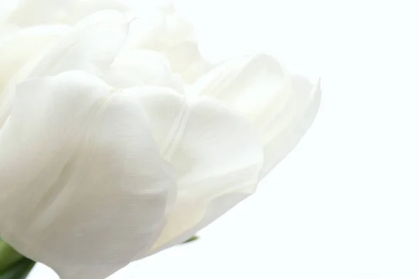 Fehér tulipánok Stock Fotó