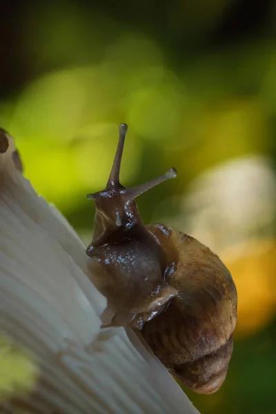 Caracol Sienta Hongo Bosque Puesta Sol — Foto de Stock