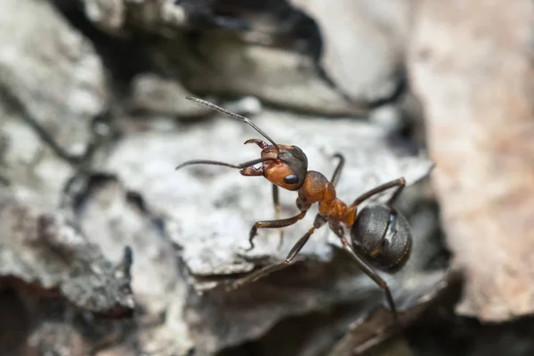 Лісова мураха на дереві Стокова Картинка