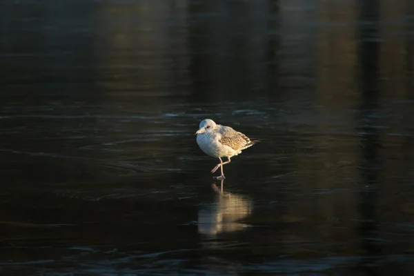 Seagull Stands Ice Cold Winter Day — Stock Photo, Image