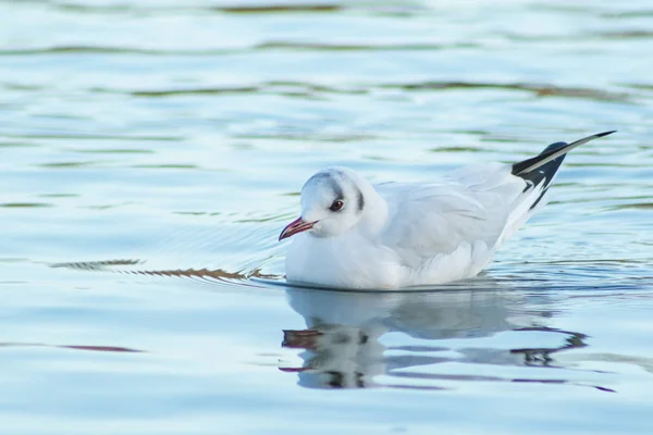 Seagull Swims Lake Winter Day — Stock Photo, Image