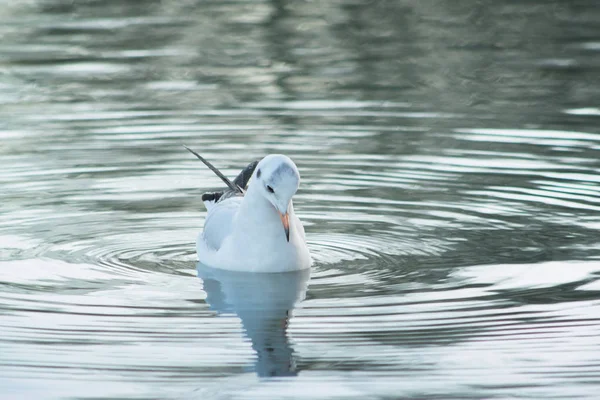 Måge Ser Dens Refleksion Vandet - Stock-foto