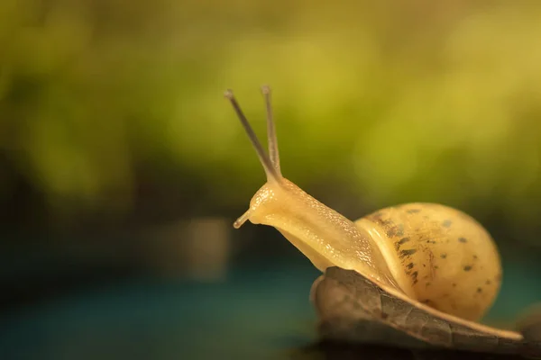 Caracol Encontrou Lago Bebendo Floresta Fotografias De Stock Royalty-Free