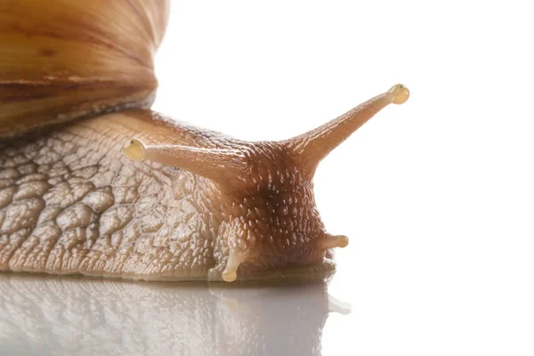 非洲蜗牛在白色孤立背景下的口吻 — 图库照片