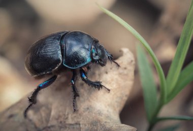 Yaprak Kristal Böceği ilkbaharın başlarında ormanda uyandı.