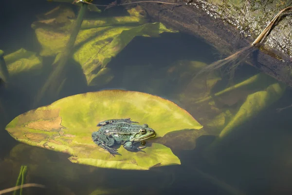 Βάτραχος Της Λίμνης Κάθεται Ένα Νούφαρο Μια Ηλιόλουστη Μέρα Άνοιξη — Φωτογραφία Αρχείου