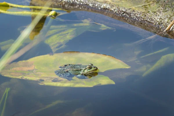 Groene Kikker Zit Een Waterlelie Een Zonnige Dag Lente — Stockfoto