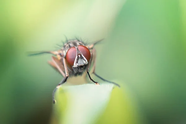 Flyga Sitter Gräset Ett Fält Sommardag Makro — Stockfoto