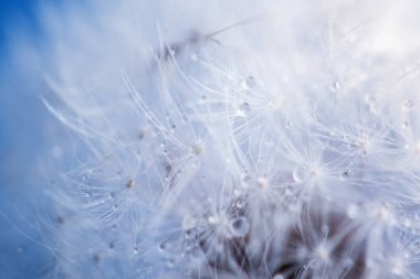 Karahindiba soyut arka plan. Yüzeyin derinliği. Makro