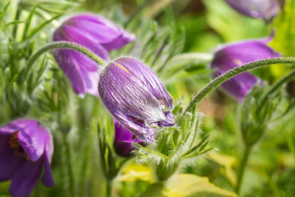 Crocus Shaggy Erba Sogno Cresce Nella Foresta Primo Fiore Primaverile — Foto Stock