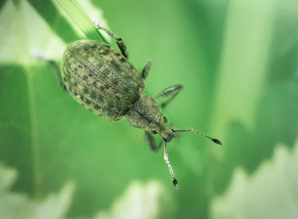 Scarabeo Weevil Seduto Una Foglia Primavera Macro — Foto Stock