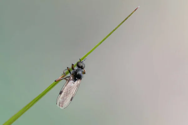 Voar Senta Uma Lâmina Grama Campo Primavera Macro — Fotografia de Stock