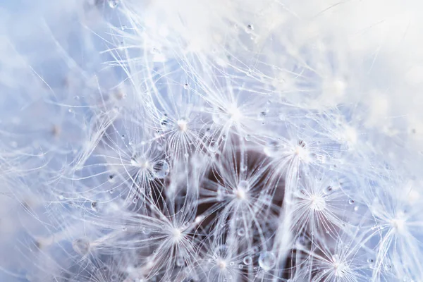 Dandelion Abstract Background Поверхнева Глибина Поля Макро — стокове фото