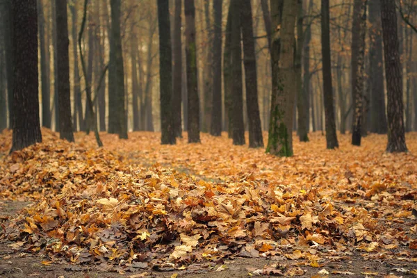 Stosy suchych opadłych liści pod drzewami w jesiennym parku miejskim — Zdjęcie stockowe