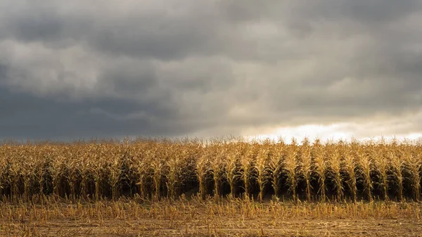 秋天的农业景观。 在多云的天气下在天空下收获成熟的玉米前,田里有成熟的玉米 — 图库照片