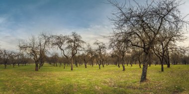 Bahar bahçesindeki çıplak elma ağaçları Mavi bir gökyüzünün altında