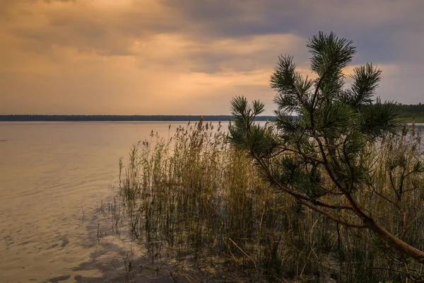 Rustige zomeravond landschap. schemering schemering over een meer met een dennentak en een kustriet in ondiep water tegen een bewolkte lila lucht met kopieerruimte — Stockfoto